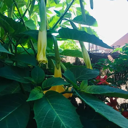Casa De Aurora Rum i privatbostad Rubí