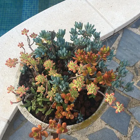 Casa De Aurora בית אירוח רובי